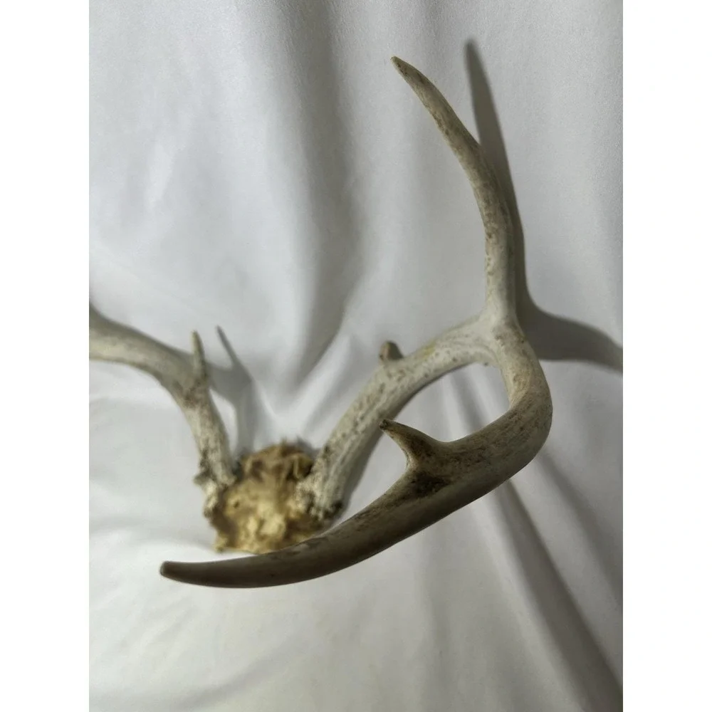 8 Point GA Whitetail Deer Antlers Horn Mount Rack skull plate Cabin Lodge Decor